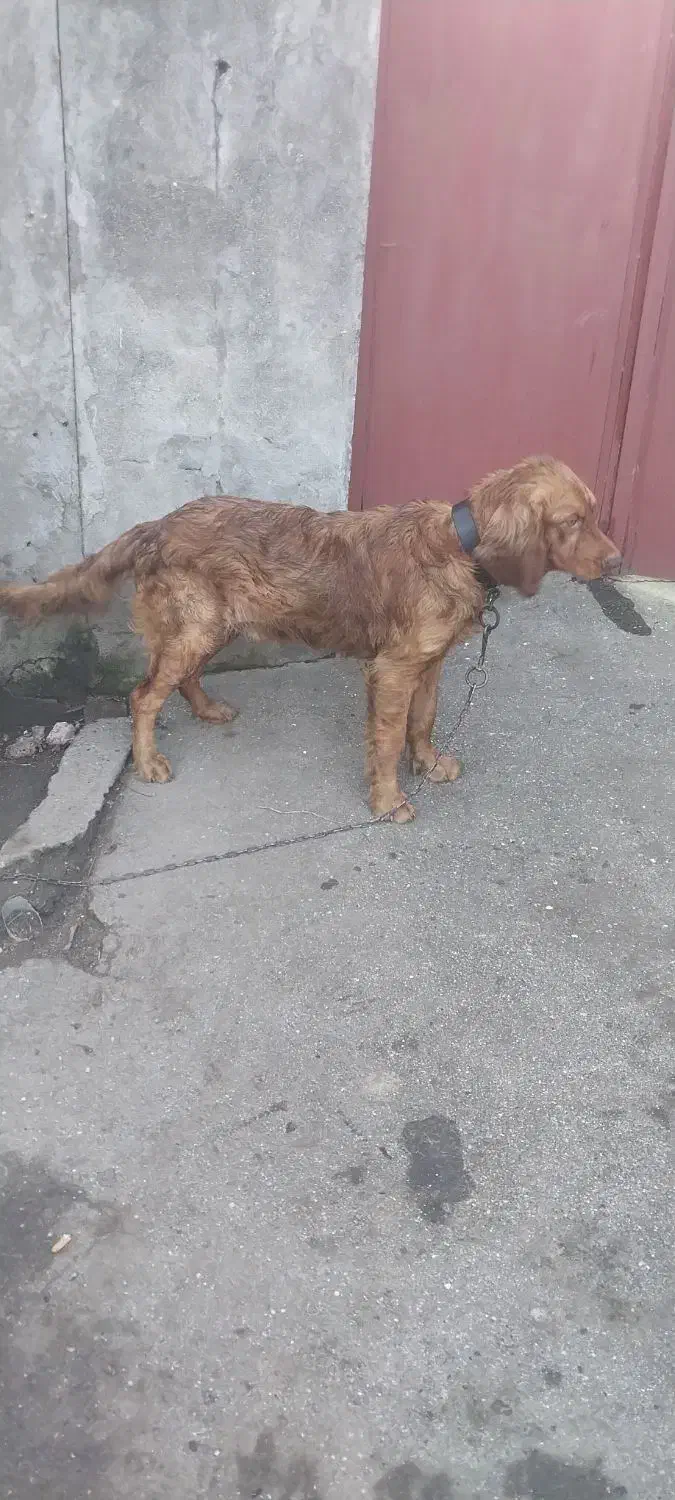 سگ شکاری|سگ|فومن, |دیوار