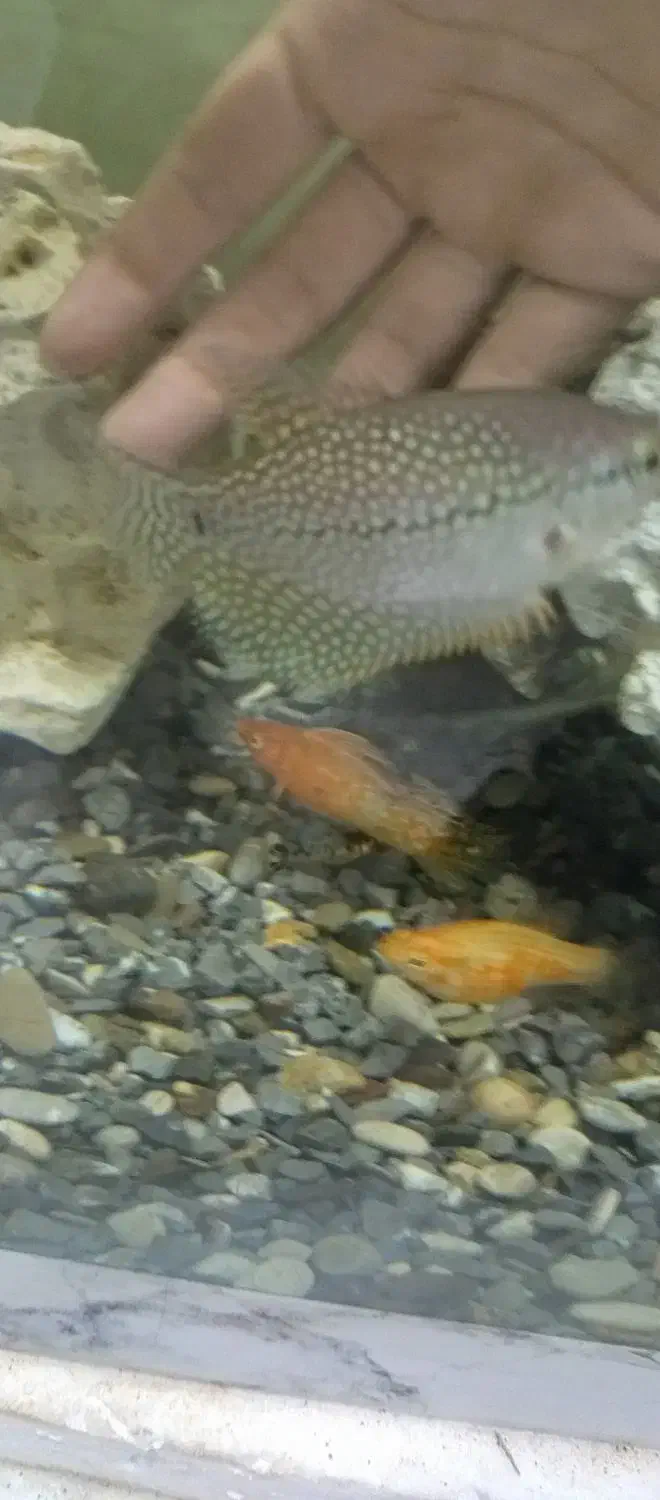 ماهی اکواریومی قیمت مناسب|ماهی|زاهدان, |دیوار