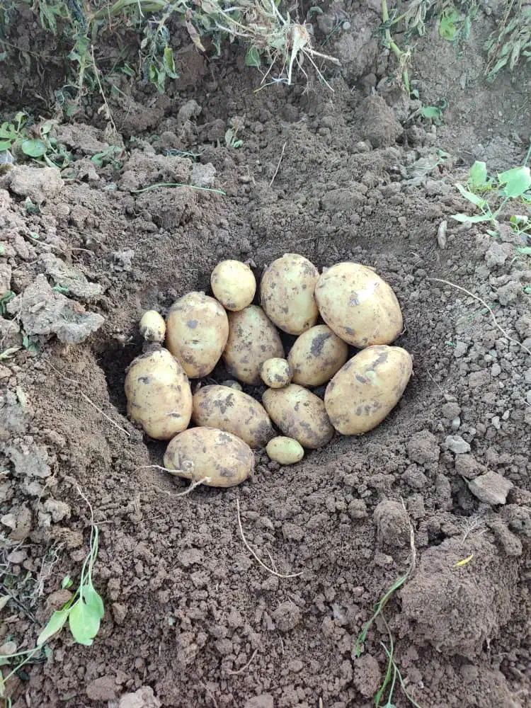 فروش عمده سیب زمینی|عمدهفروشی|زاغه, |دیوار