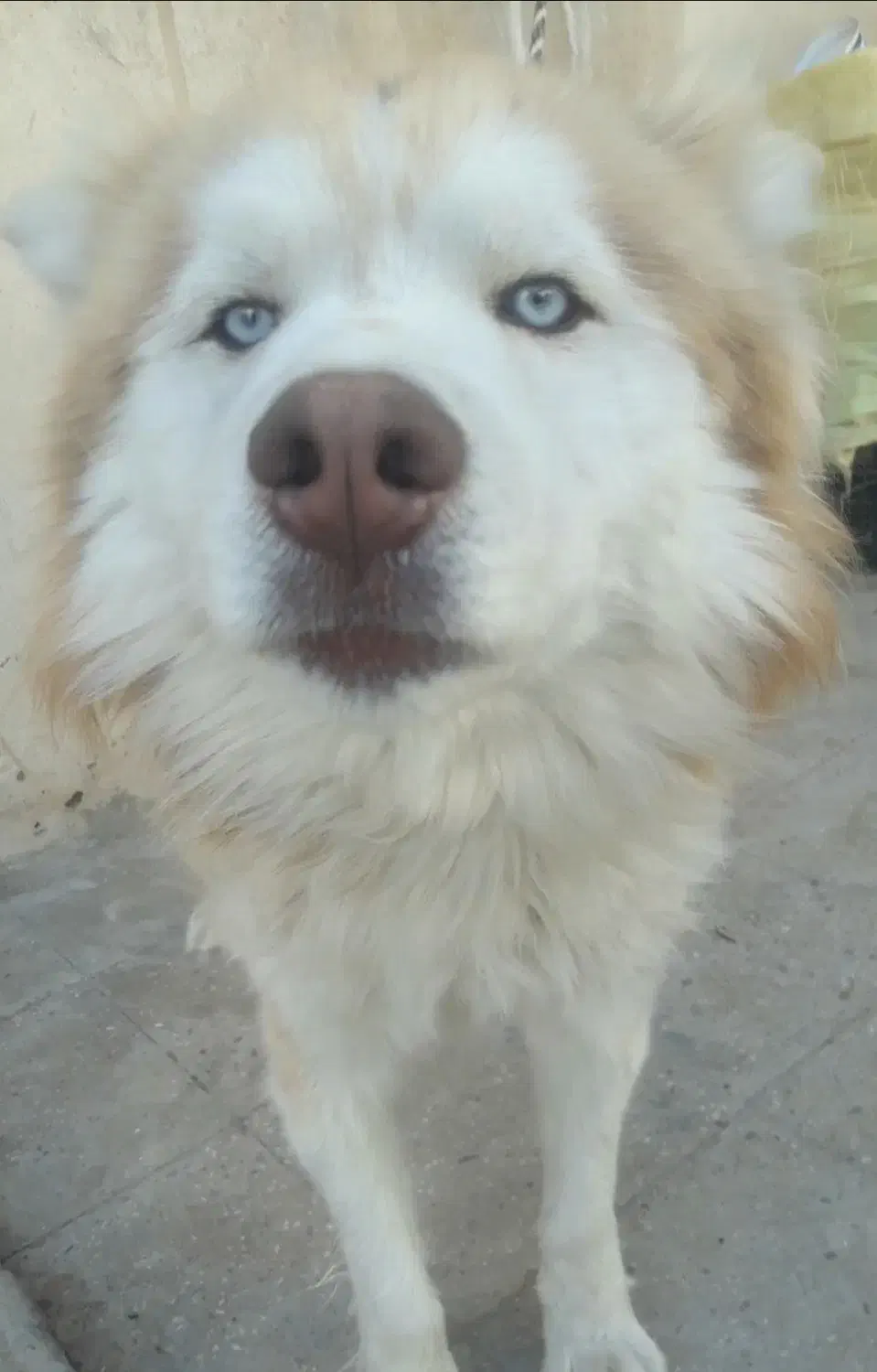 سگ هاسکی نرچشم یخی،پخش1953|سگ|خاش, |دیوار