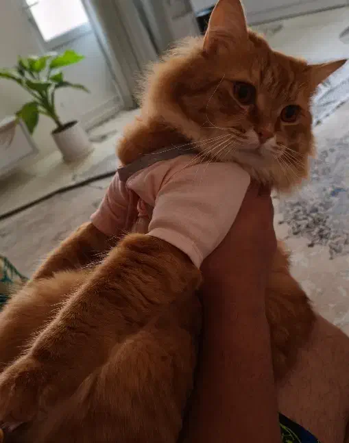 پرشین اسکاتیش لوس|گربه|بندر ماهشهر, |دیوار