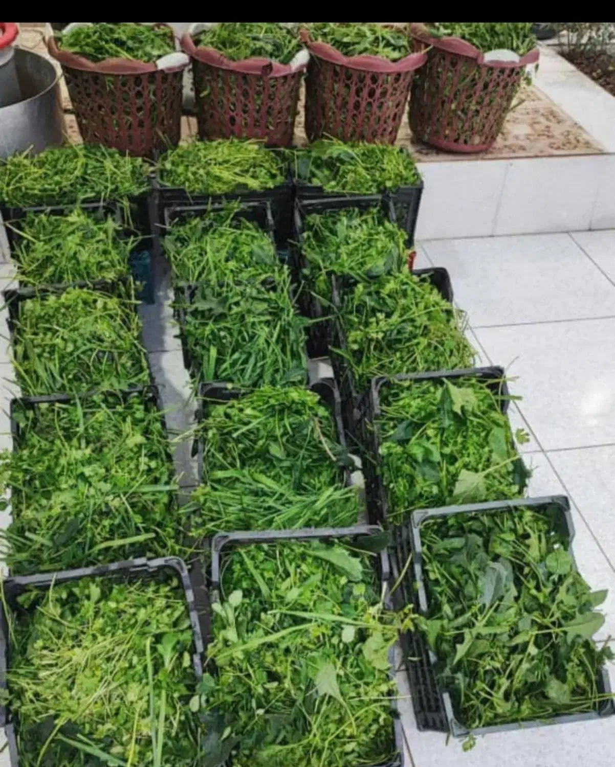 سبزی رامهرمز با بهترین کیفیت|خوردنی و آشامیدنی|شاهینشهر, خانه کارگر|دیوار