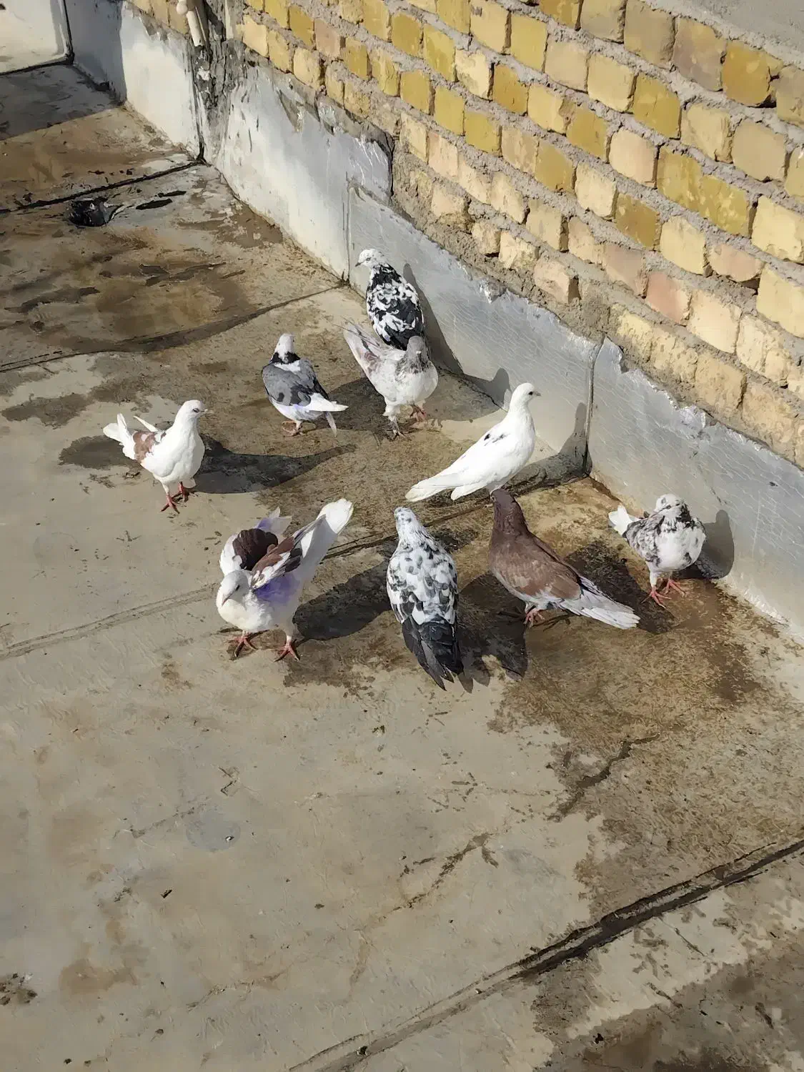 کبوتر|پرنده|کاشان, خرمدشت|دیوار