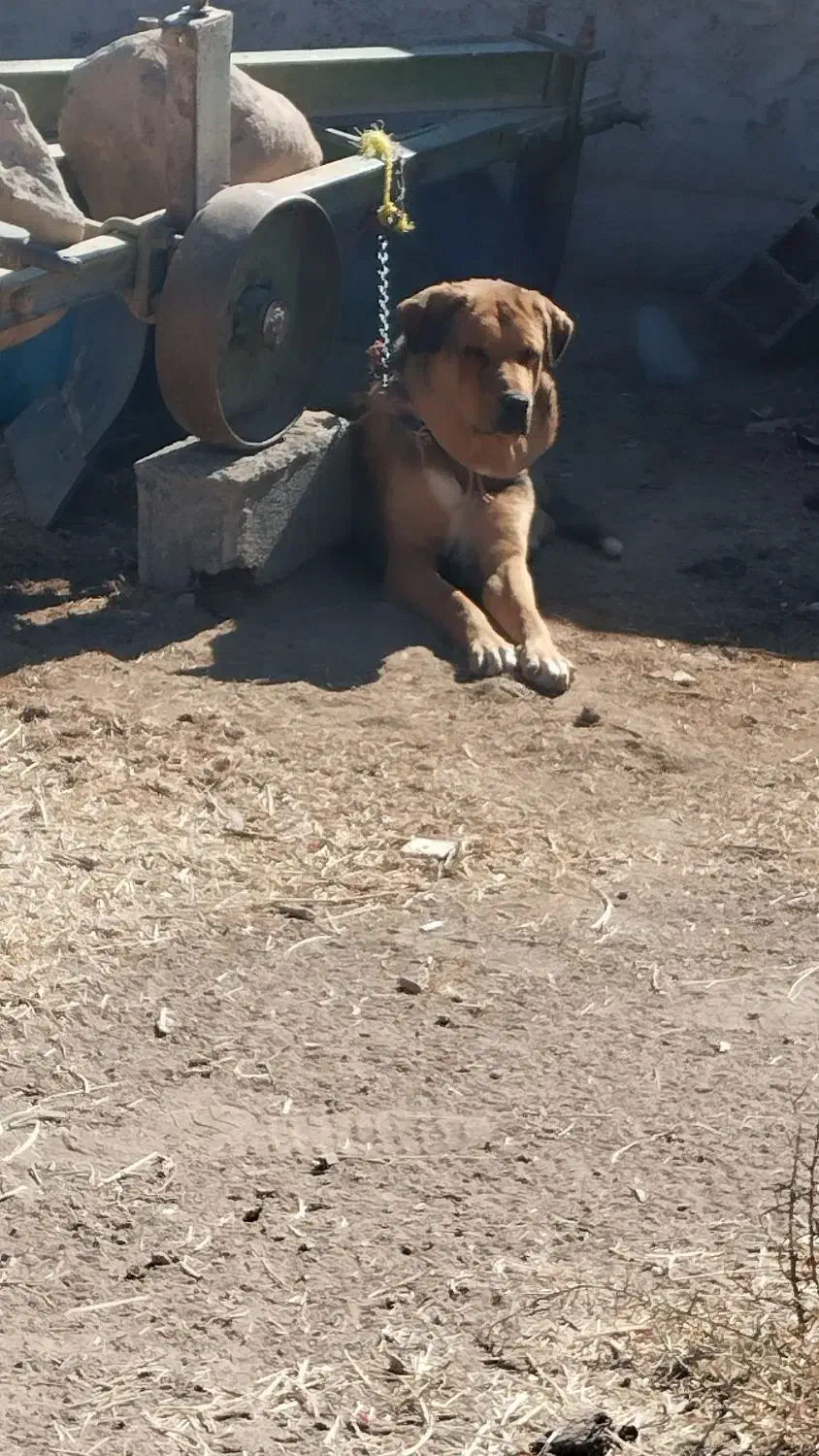 سگ عراقی|سگ|معصومیه, |دیوار