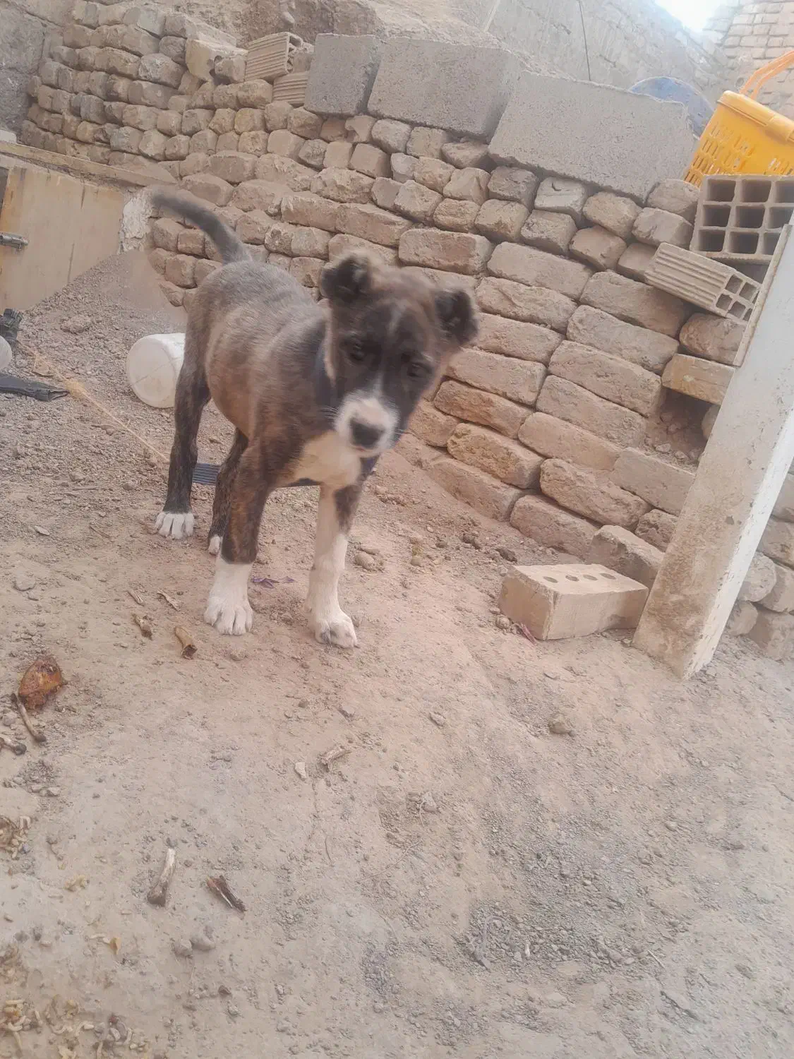 کوچوک ماده|سگ|تربت جام, شیخ احمد جامی|دیوار