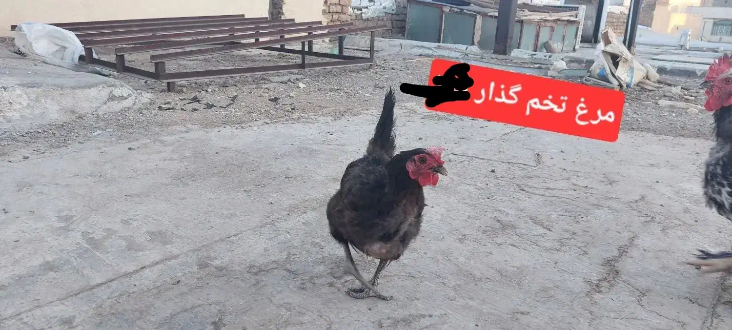 جوجه و مرغ و خروس|حیوانات مزرعه|ساوه, |دیوار