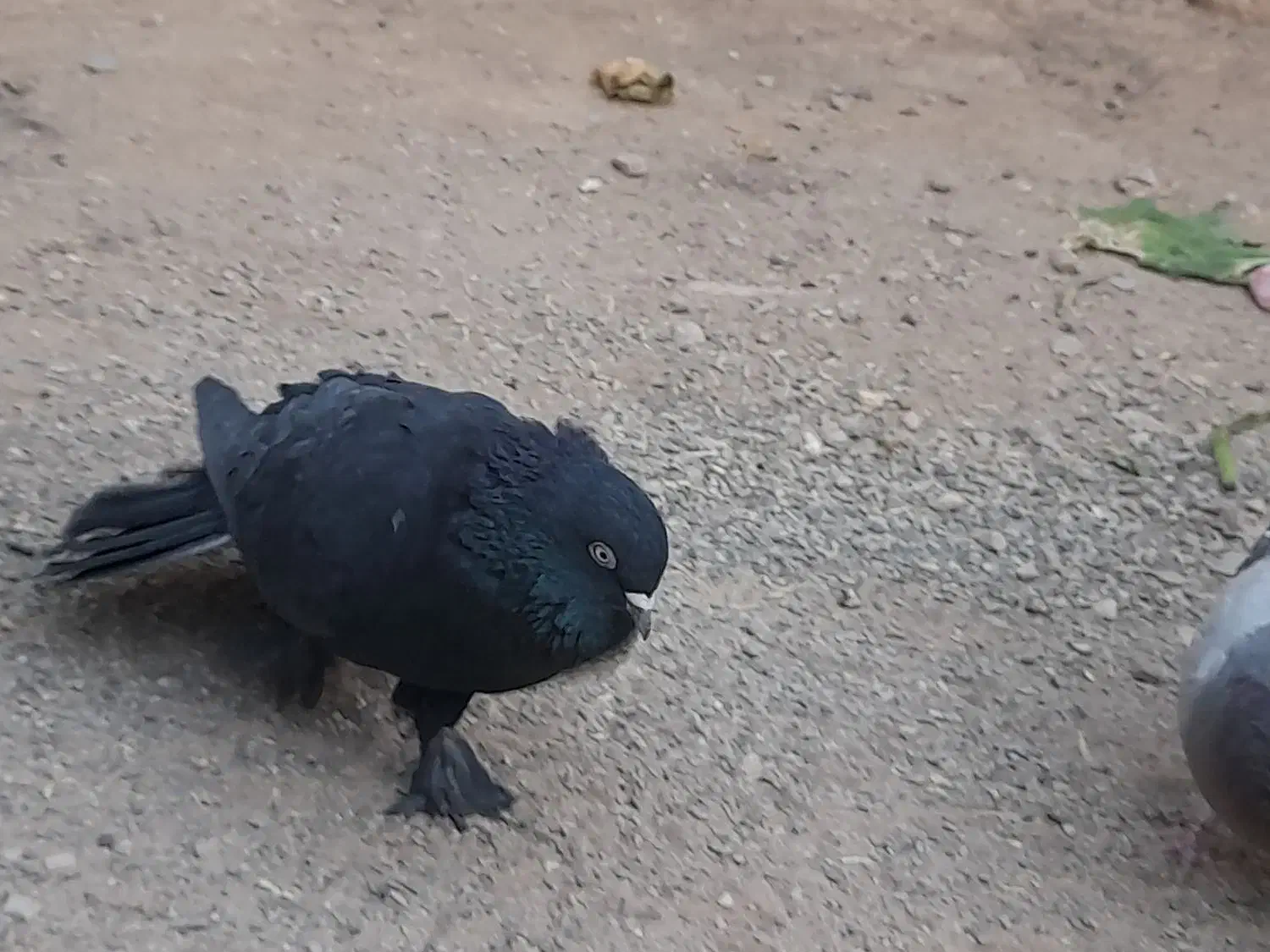 کبوتر معاوضه|پرنده|بروجن, |دیوار