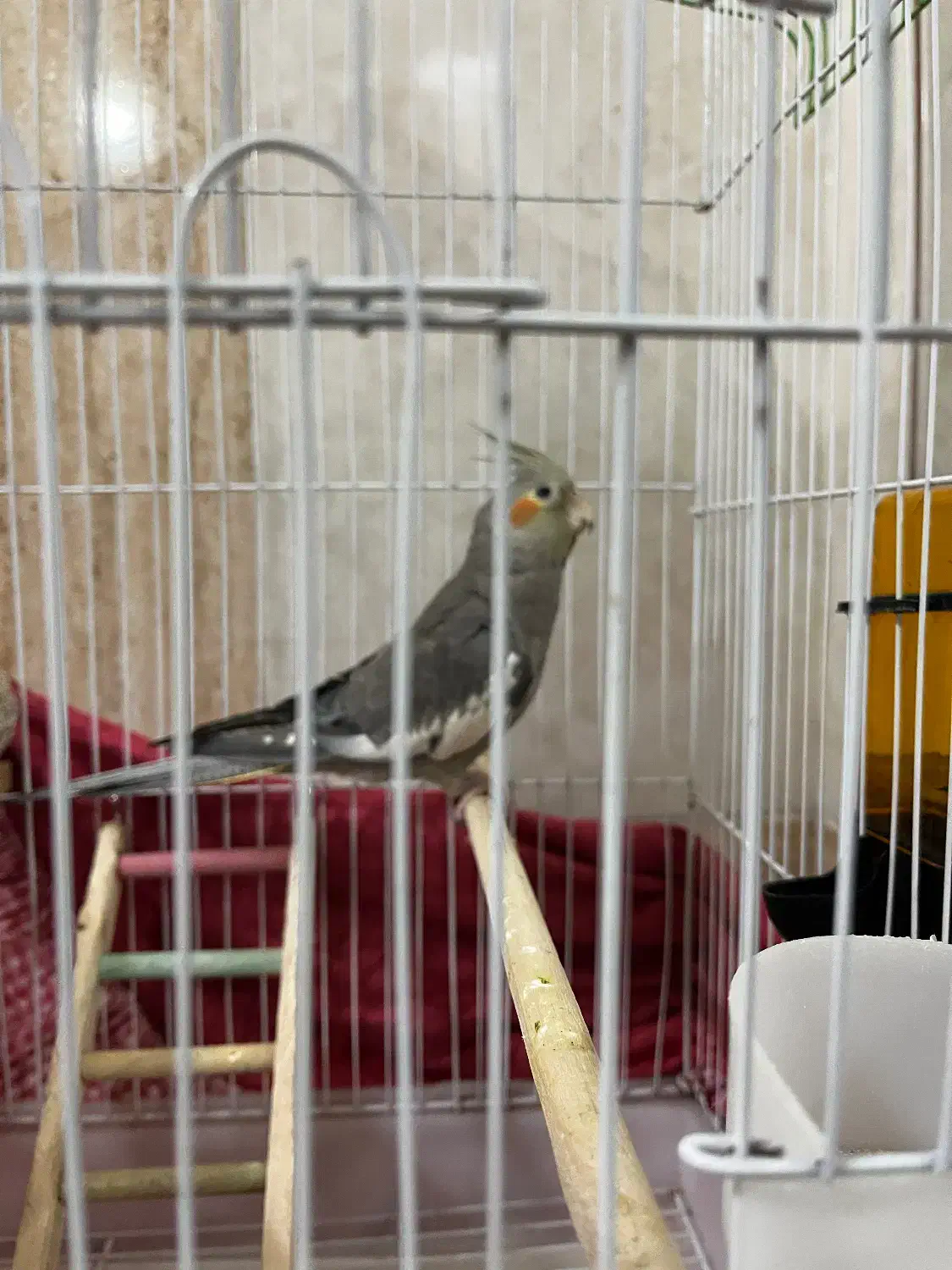 عروس سینامون|پرنده|قم, وادی السلام|دیوار