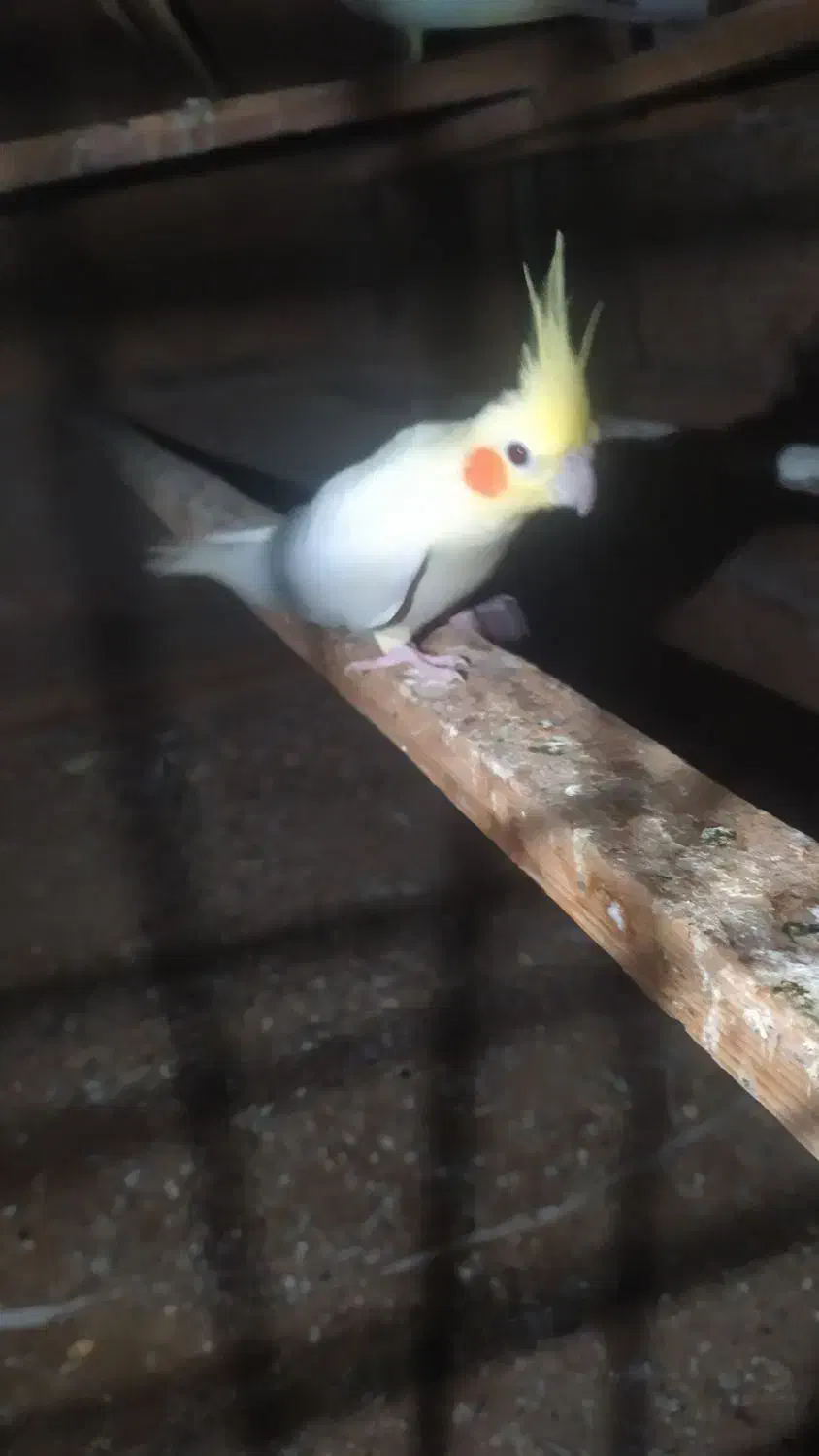 عروس هلندی لوتینو نر|پرنده|چابهار, |دیوار