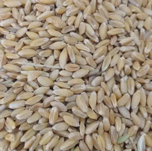 گندم بوجاری شده بذری دیم|خدمات باغبانی و درختکاری|خنجین, |دیوار