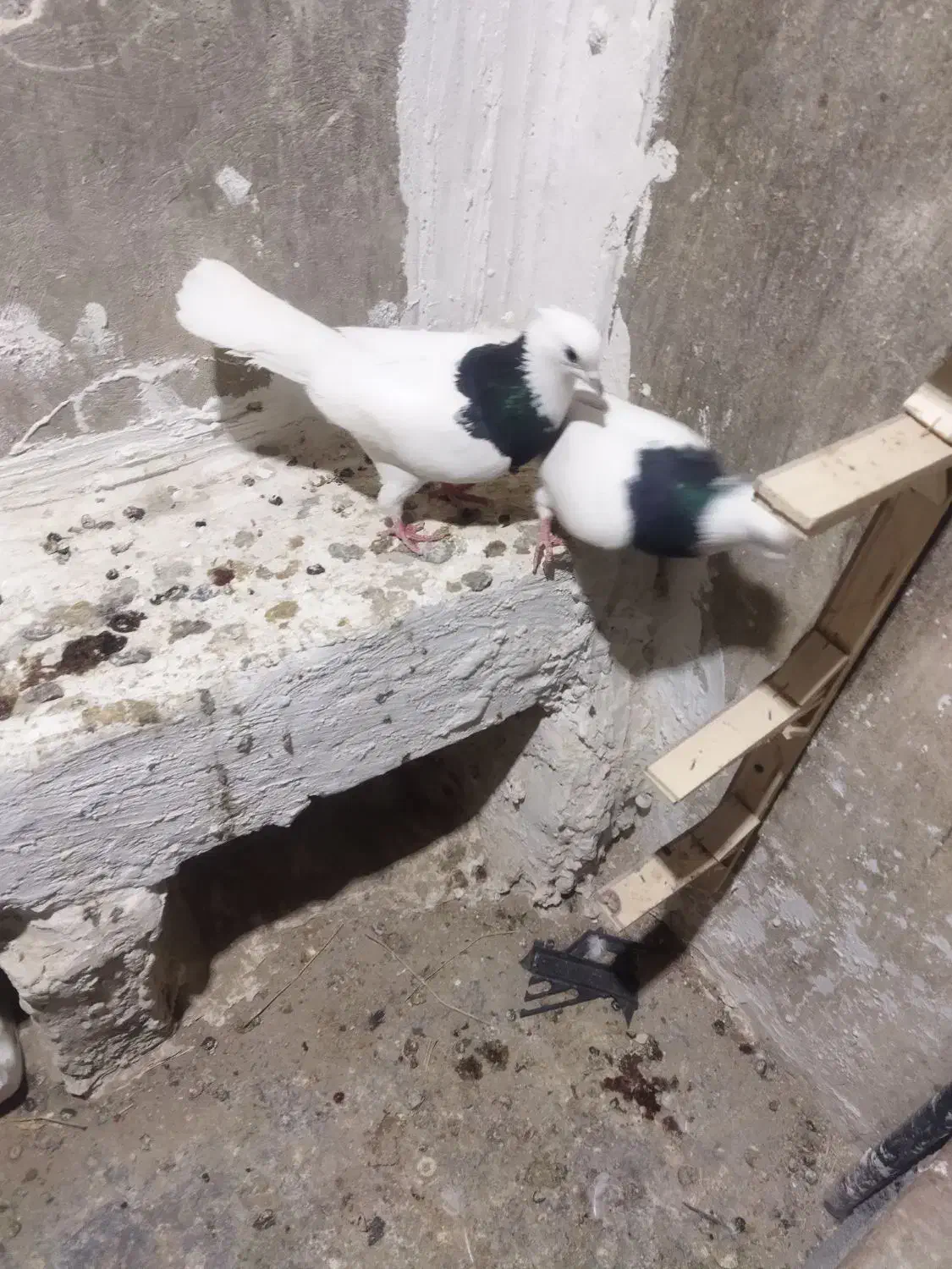 کبوتر طوقی|پرنده|شیروان (خراسان), |دیوار