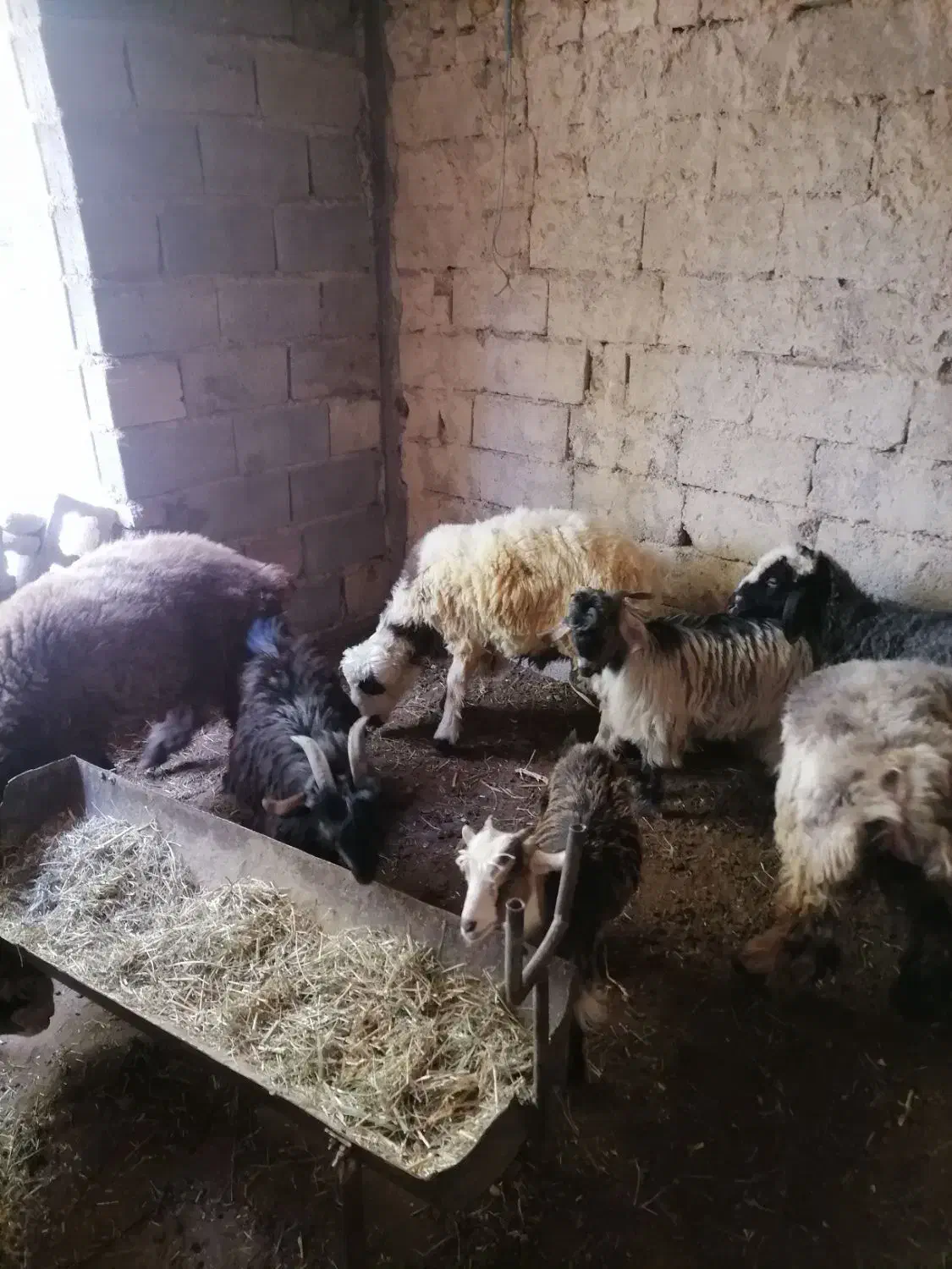 بره نرسبک|حیوانات مزرعه|درودزن, |دیوار