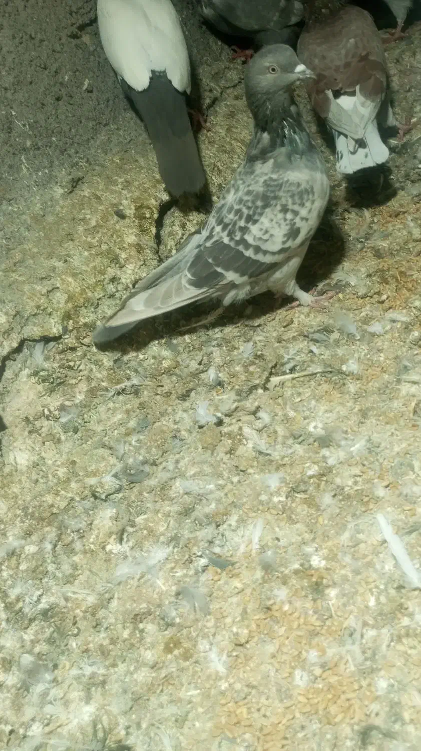 ترک ماده|پرنده|نرماشیر, |دیوار