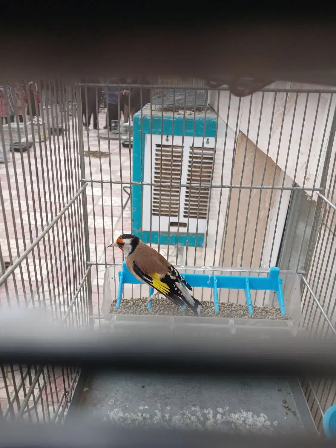 قفس سهره نر مرغ عشق عروس هلندی قناری|لوازم جانبی حیوانات|قرچک, مهدیه|دیوار