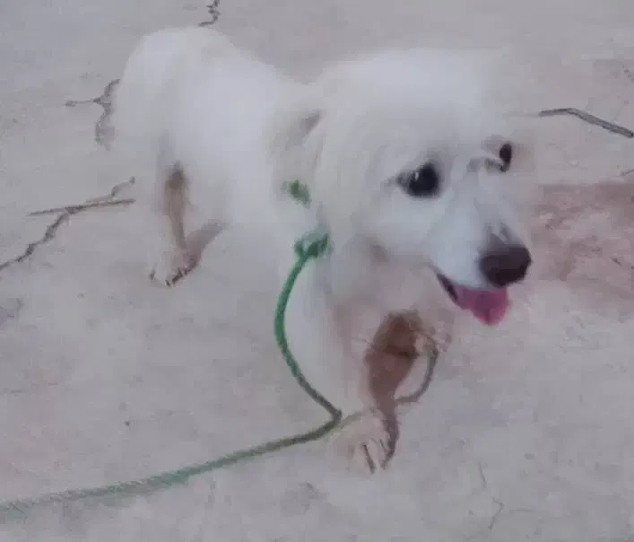 سگ پاکوتاه نر|سگ|مسجد سلیمان, |دیوار