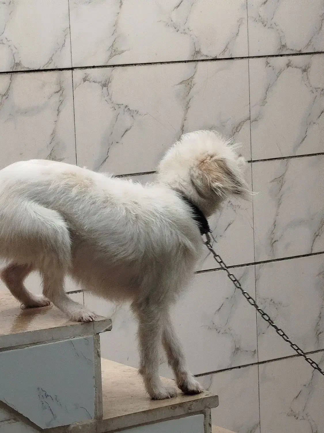 واگذاری سگ نژاد شیدزو|سگ|خرم‌آباد, |دیوار