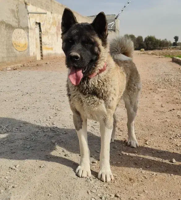 سگ اکیتا نگهبان|سگ|پاکدشت, پارچین|دیوار