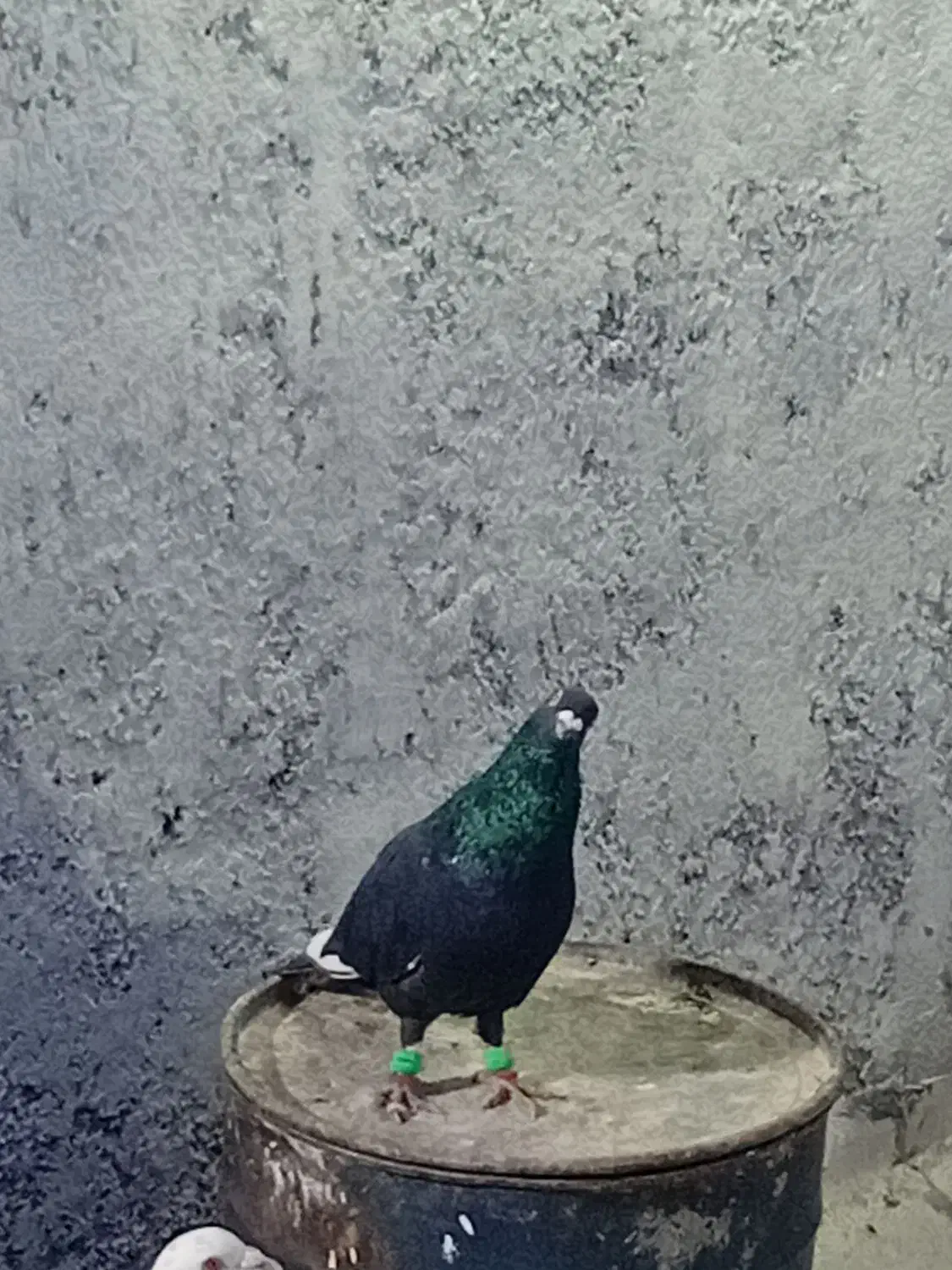 کبوتر پرشی|پرنده|نیشابور, فیض آباد|دیوار