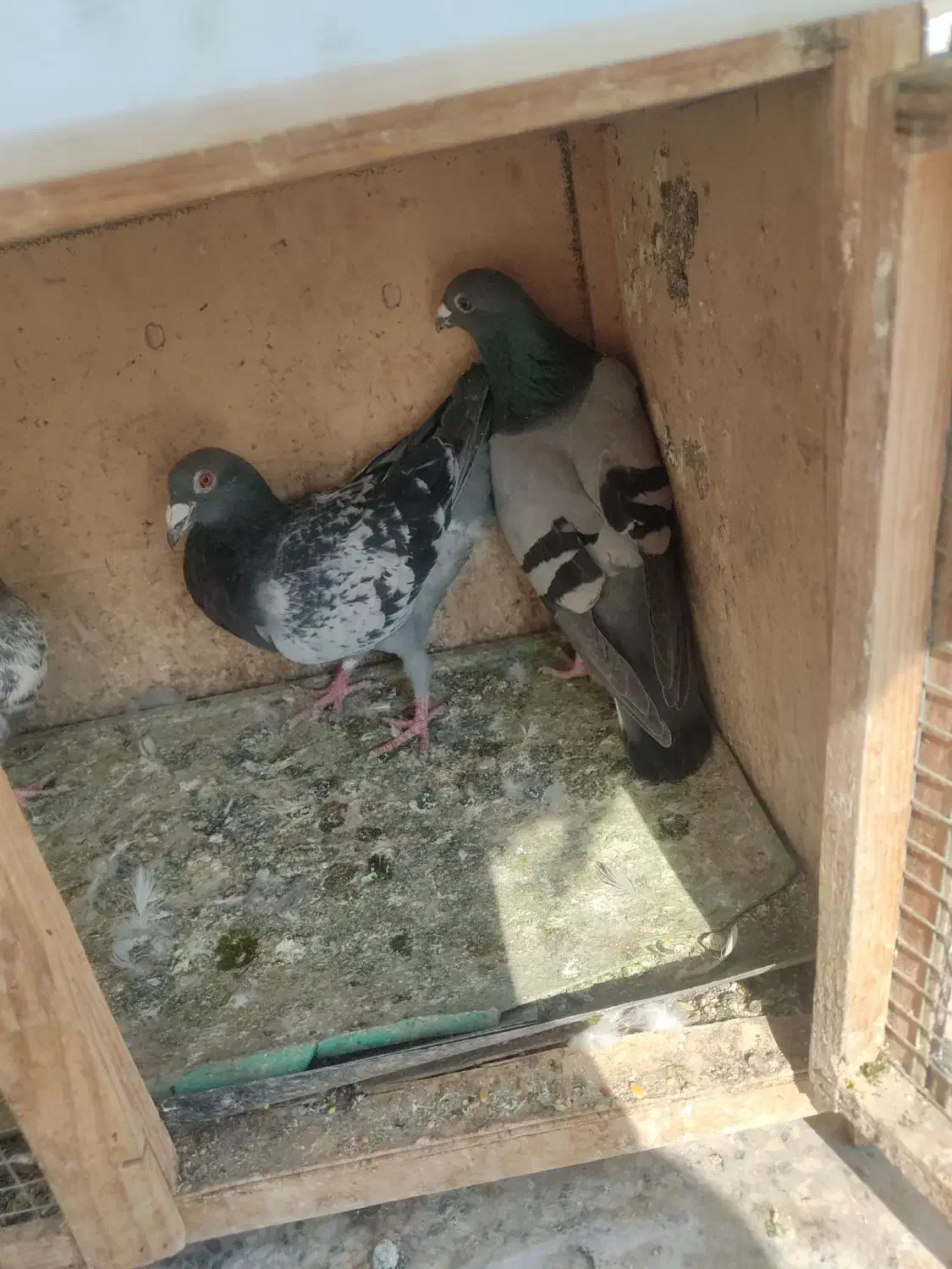 کفتر پلاکی|پرنده|تهران, یافتآباد|دیوار