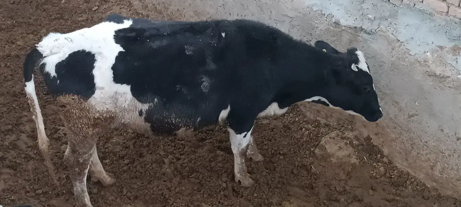 فروش ۴راس گاو شکم اول و آبستن|حیوانات مزرعه|بربرود, |دیوار