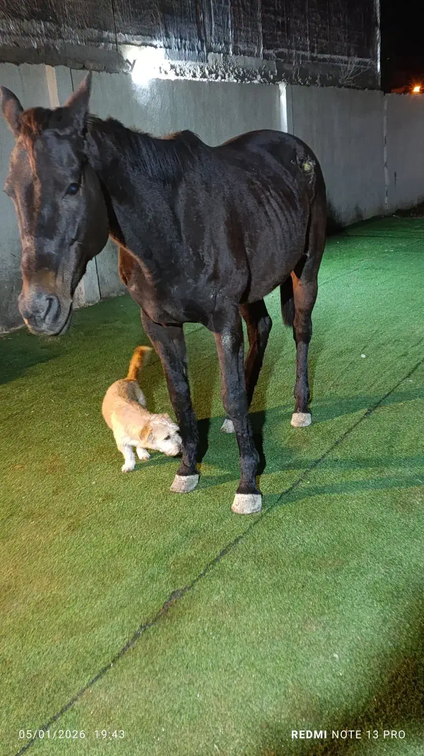 اسب مادیان دوخون|اسب و تجهیزات اسب‌سواری|گرگان, |دیوار