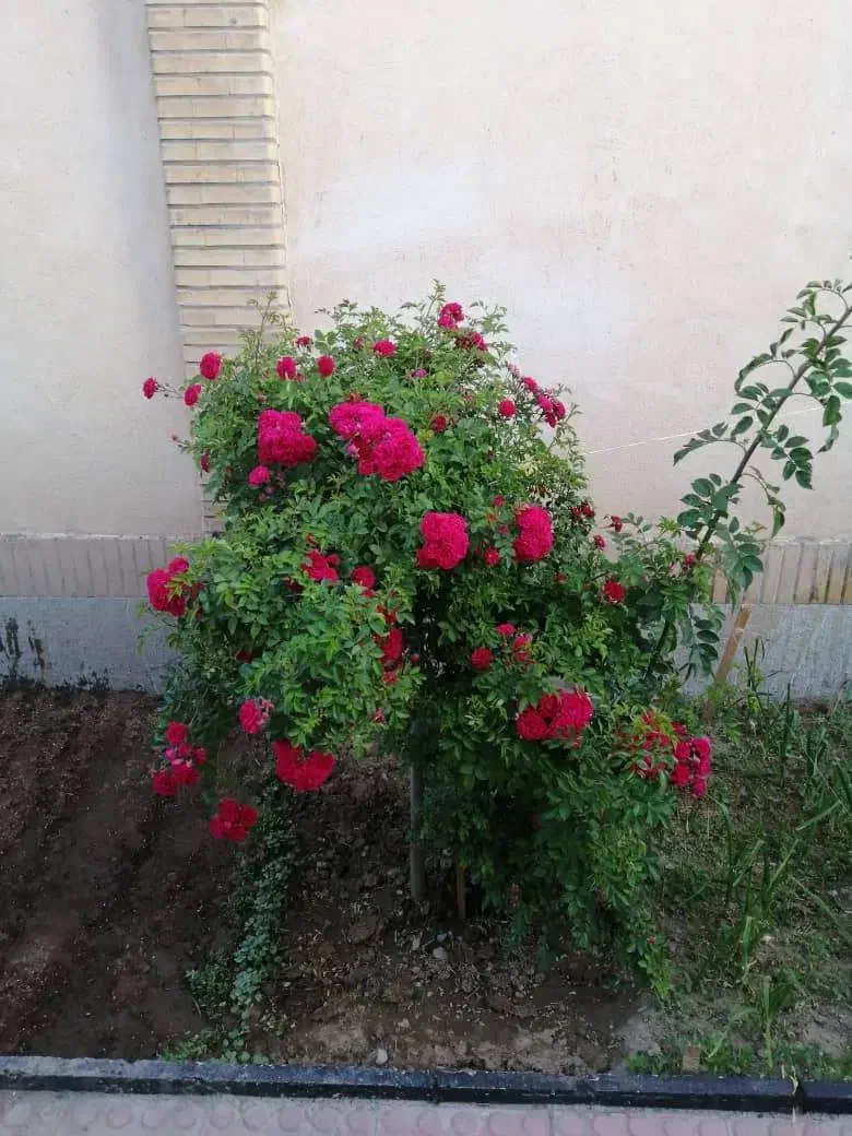 ویلا 240 متر در فاز 5|فروش خانه و ویلا|اندیشه, اندیشه فاز ۵|دیوار