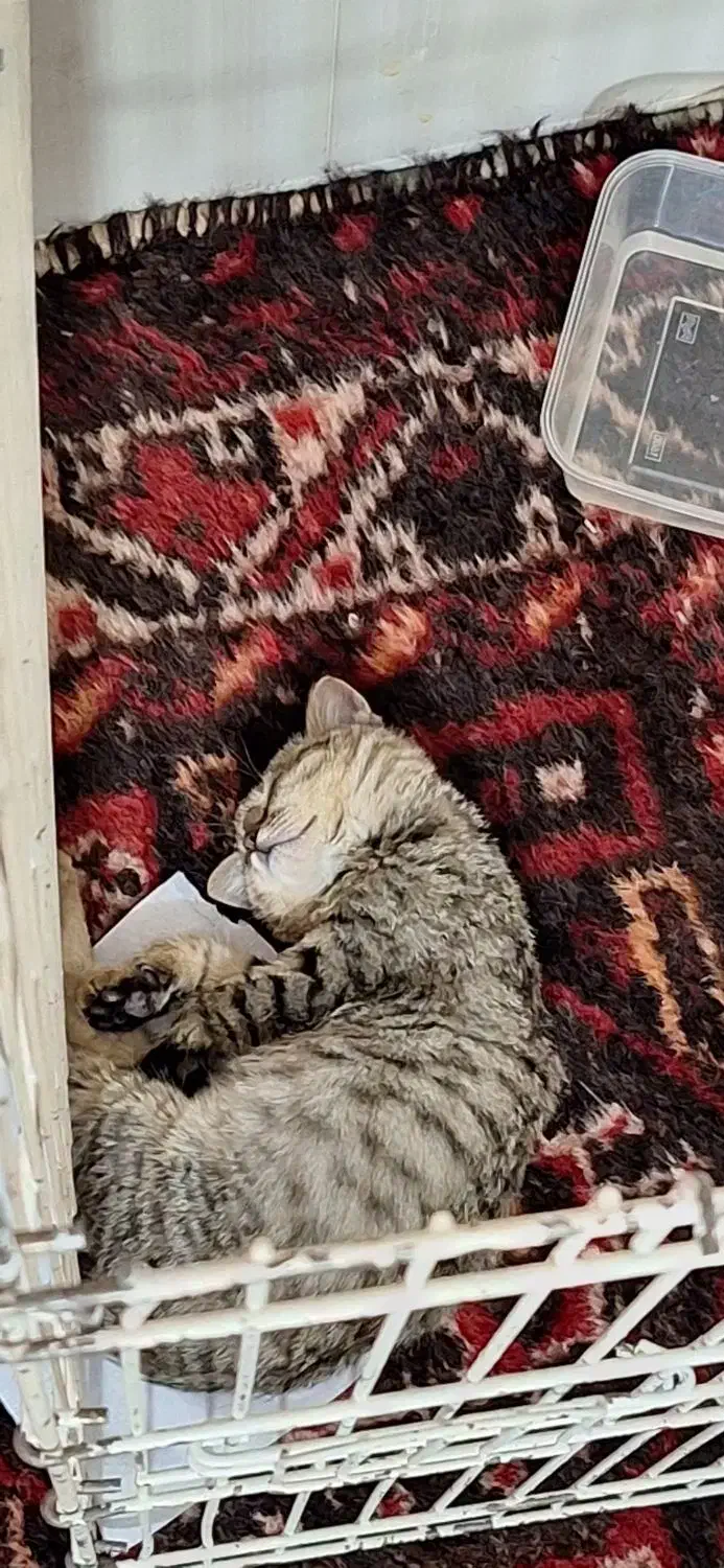 واگذاری|گربه|یاسوج, |دیوار