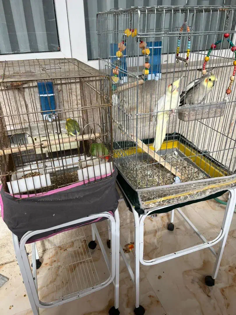 طوطی|پرنده|کرمان, |دیوار