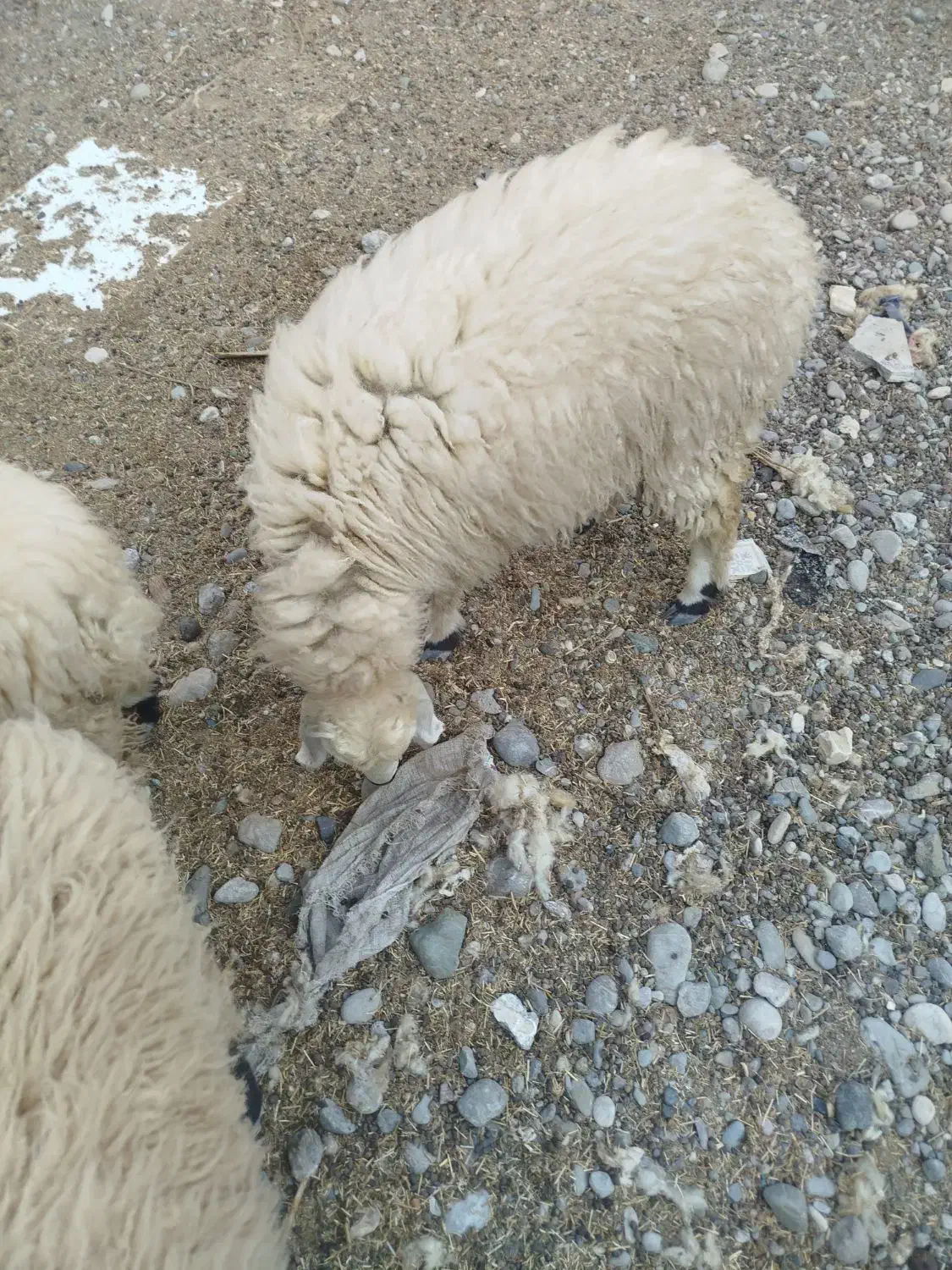 فروش بره|حیوانات مزرعه|میناب, |دیوار