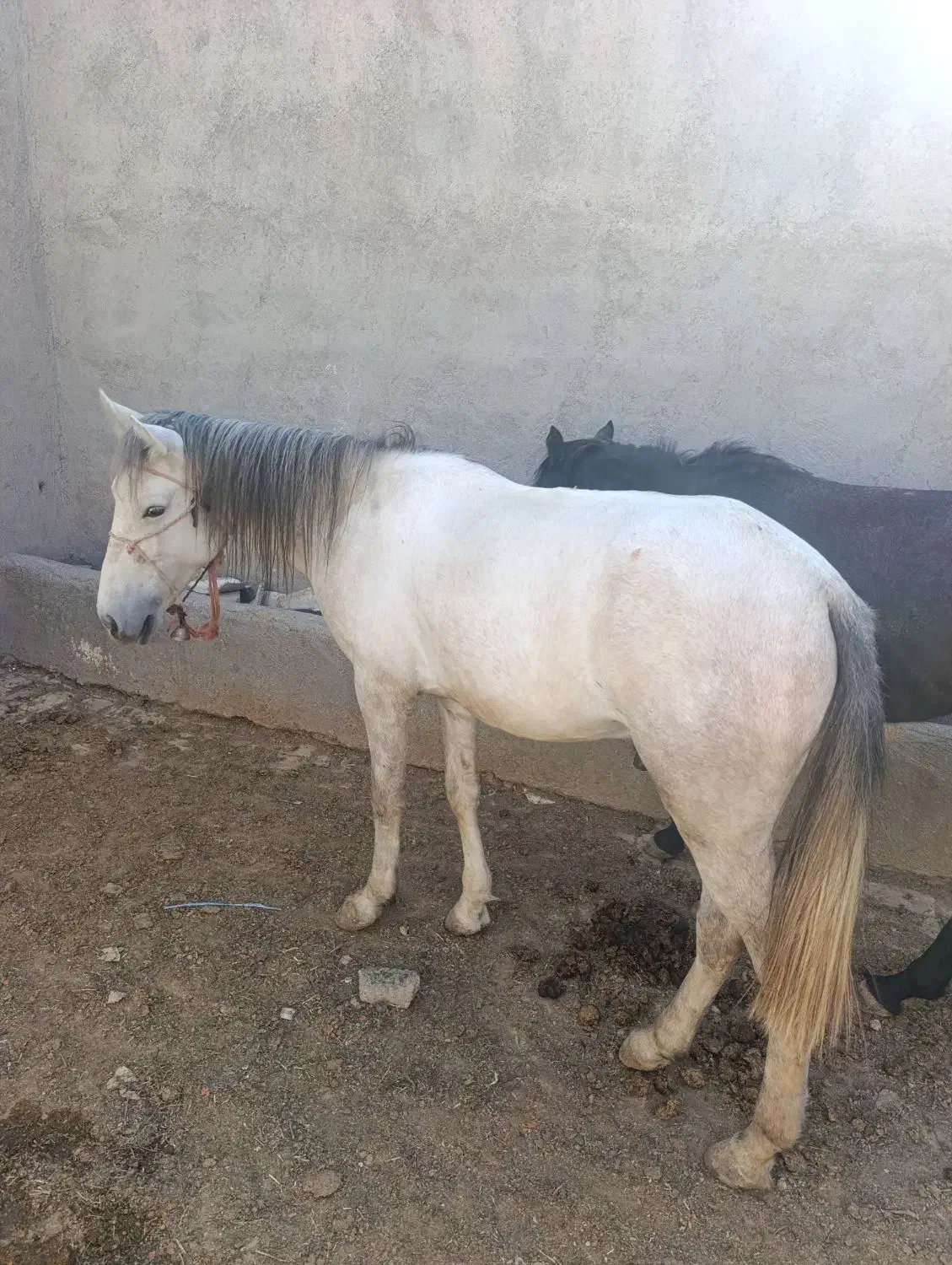 اسب|اسب و تجهیزات اسبسواری|قم, قلعه کامکار|دیوار