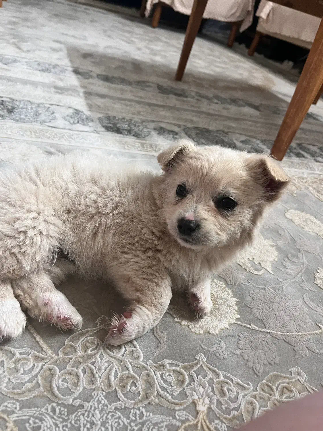 پت خونگی|سگ|قم, زنبیل آباد|دیوار