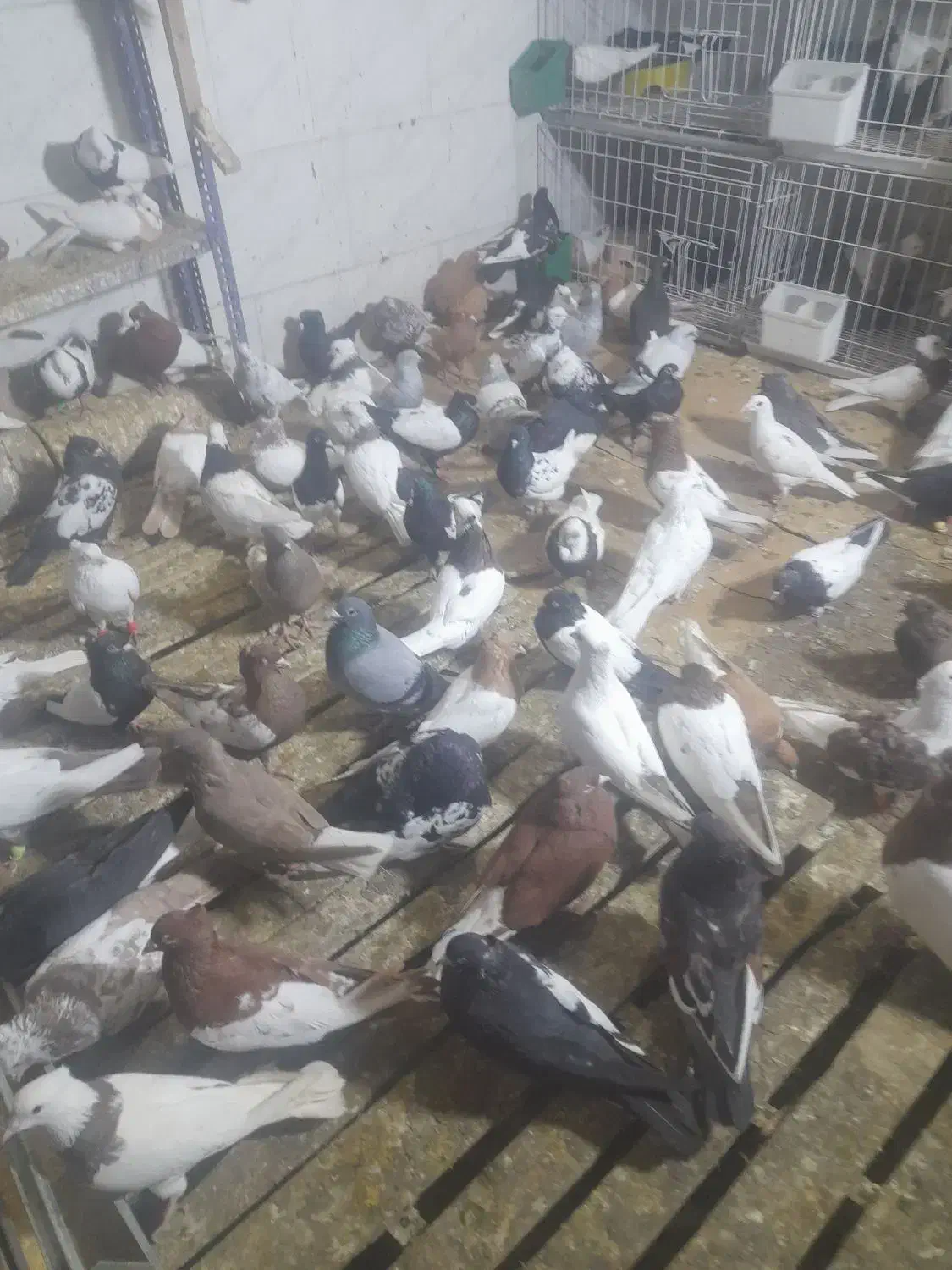 آدرس شوش شهرک سلمان بازار عایم|پرنده|شوش, |دیوار