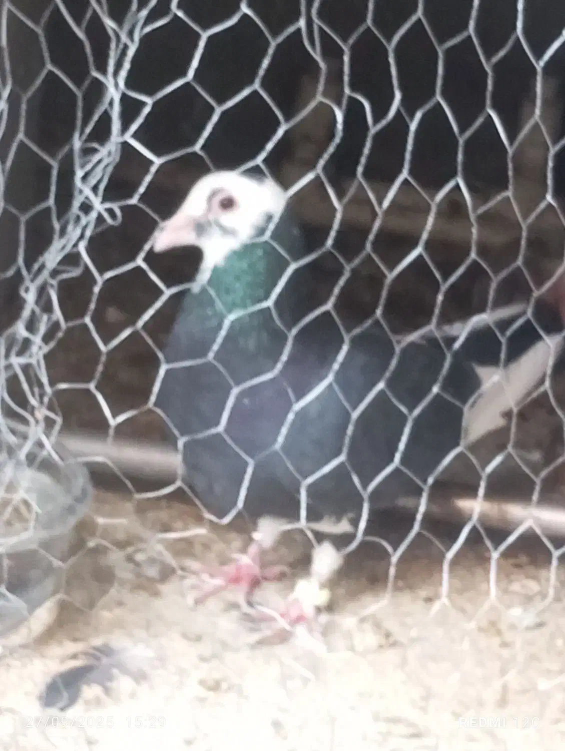 سلام پلنگ سیا گم شده|پرنده|نازیل, |دیوار