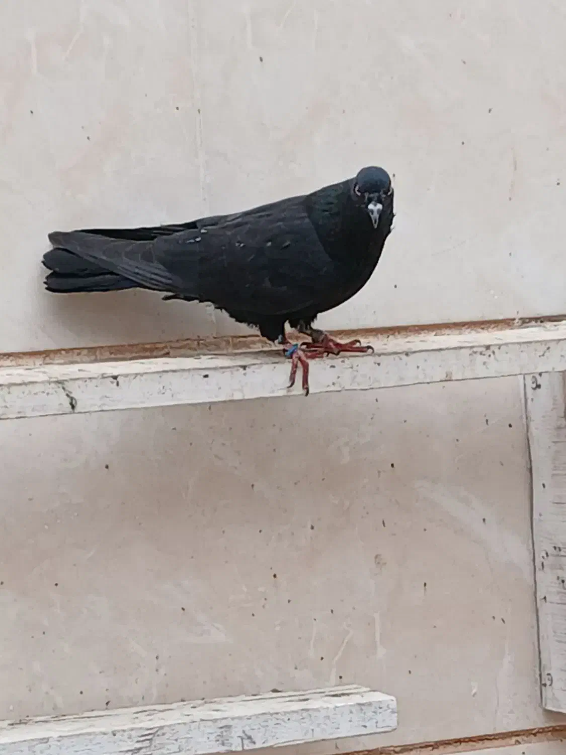 کبوتر|پرنده|خرمشهر, |دیوار