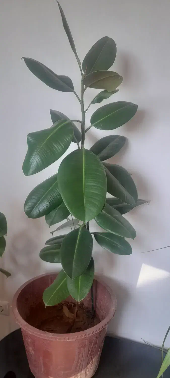 گل فروشی|گل و گیاه طبیعی|لردگان, |دیوار