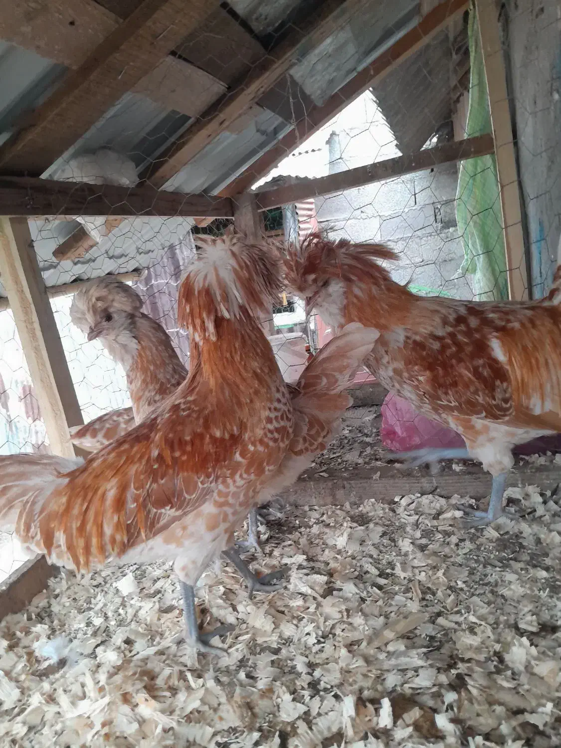 پولند بوف|حیوانات مزرعه|فومن, |دیوار