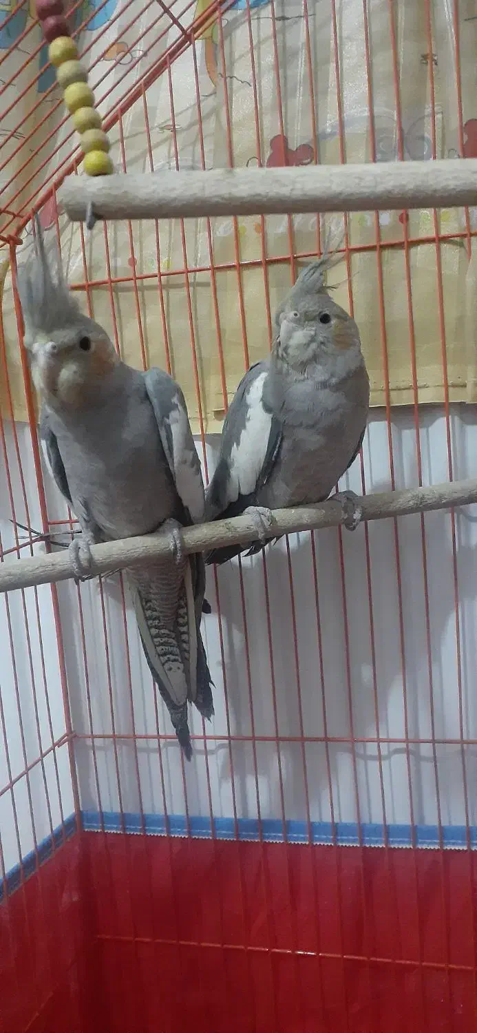 جفت عروس هلندی|پرنده|شیراز, شهرک رضوان|دیوار