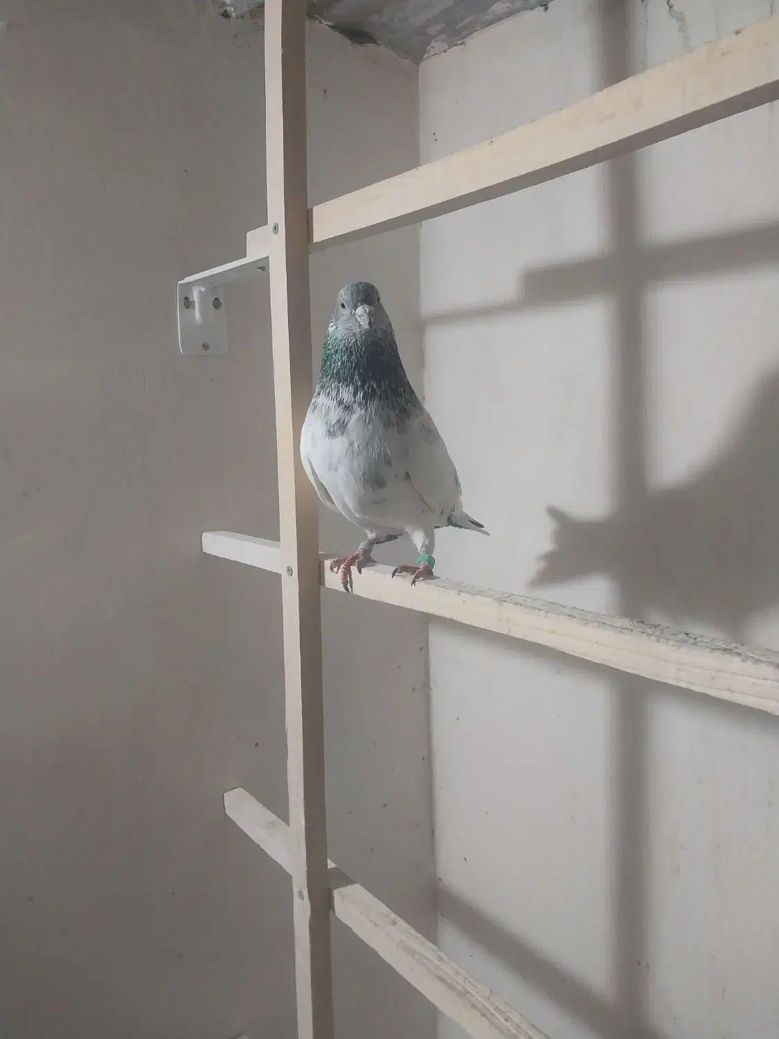 کبوتر|پرنده|قم, شهر قائم|دیوار