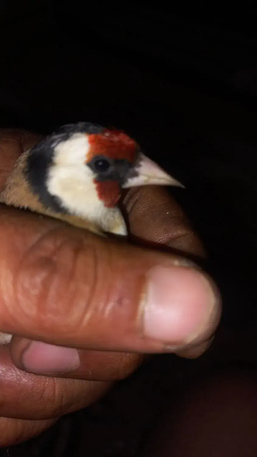 سهره|پرنده|دزفول, |دیوار