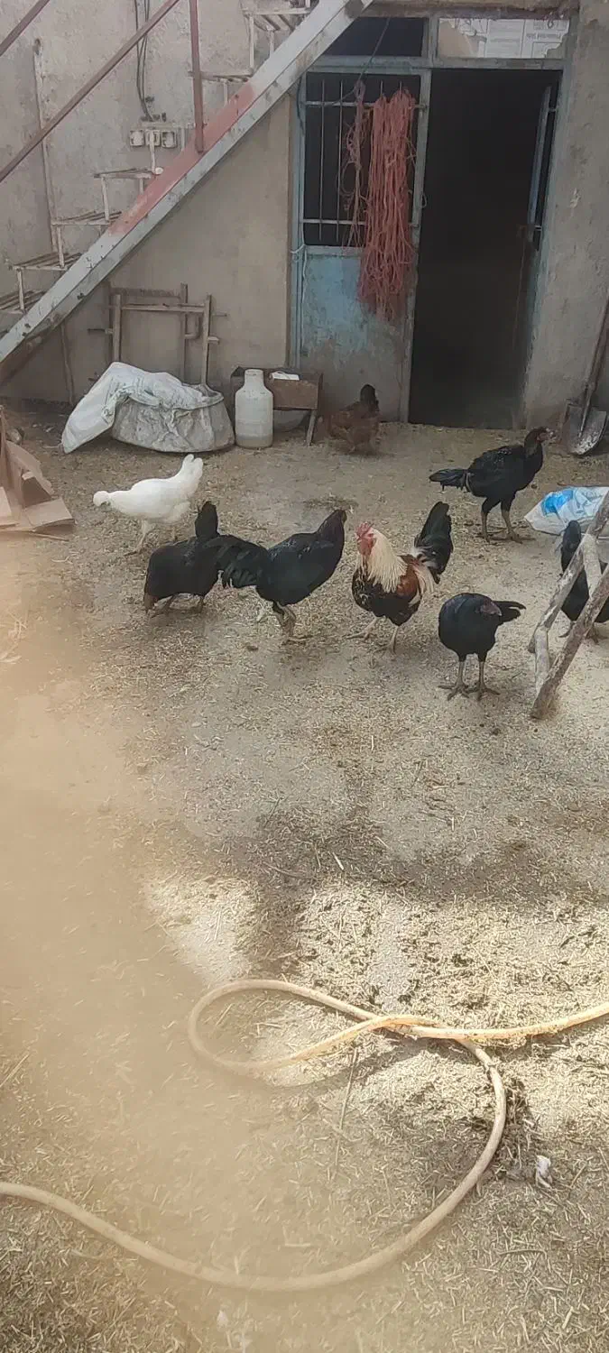 مرغ و خروس لاری و گلین|حیوانات مزرعه|رزن, |دیوار