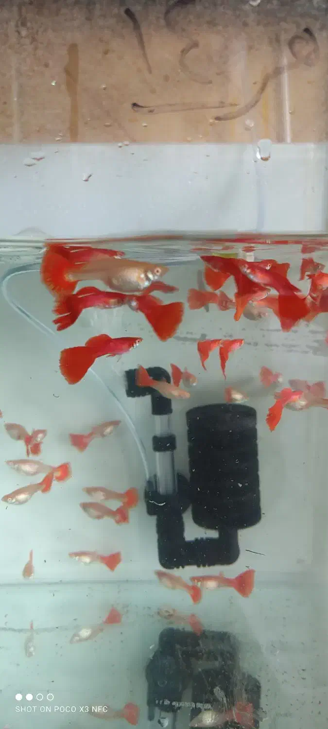 انواع گوپی و مولی / آکواریوم بهروز|ماهی|زنجان, |دیوار