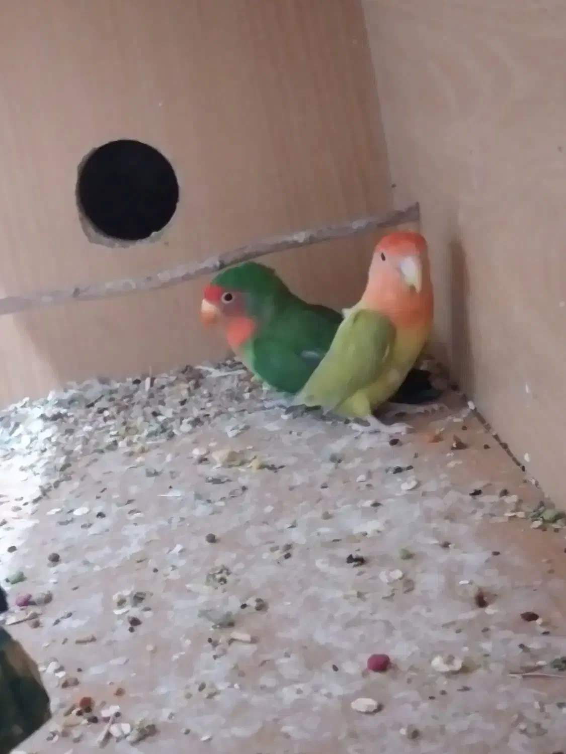 کوتوله|پرنده|زاهدان, |دیوار