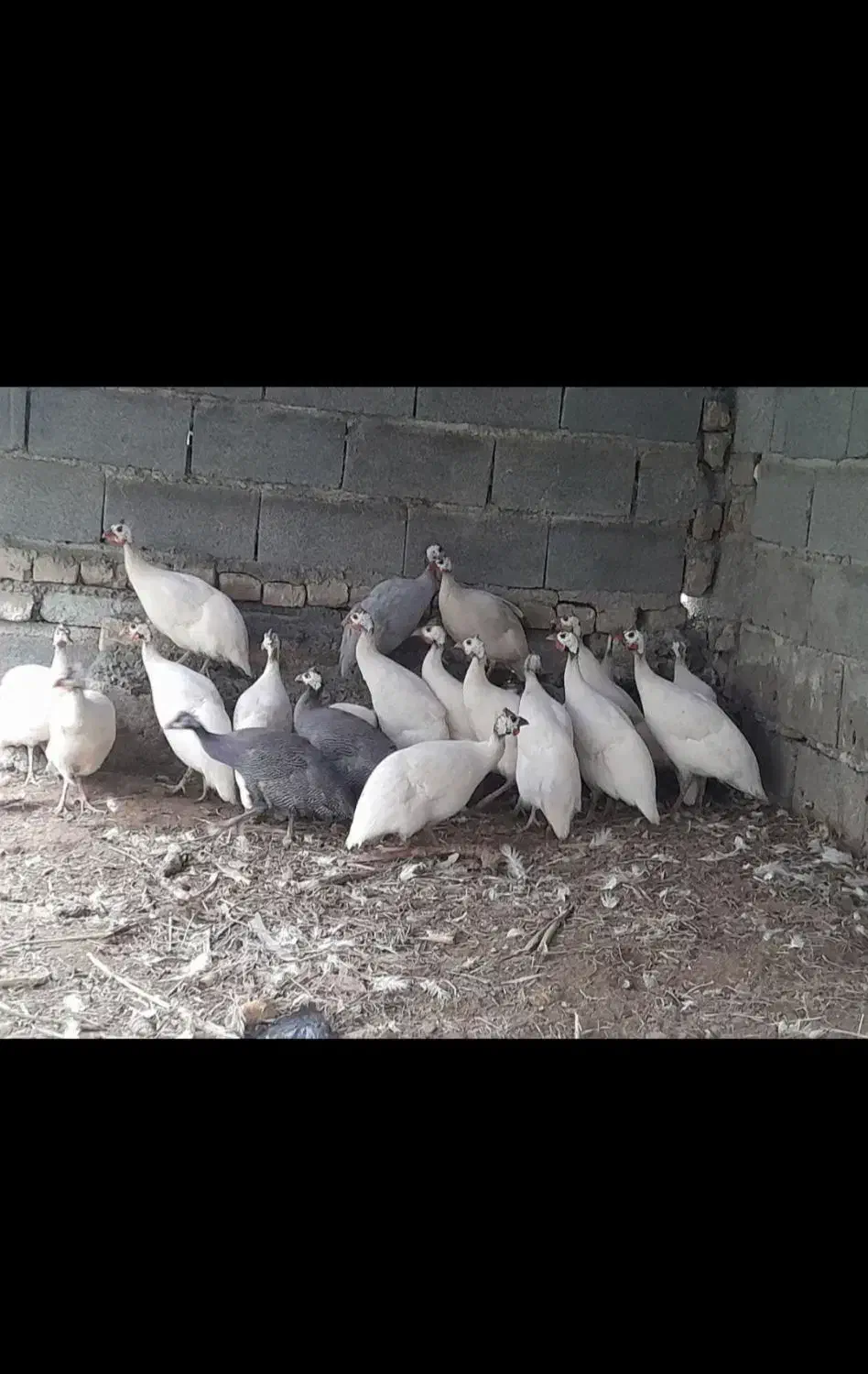 مرغ شاخدار|حیوانات مزرعه|میناب, |دیوار