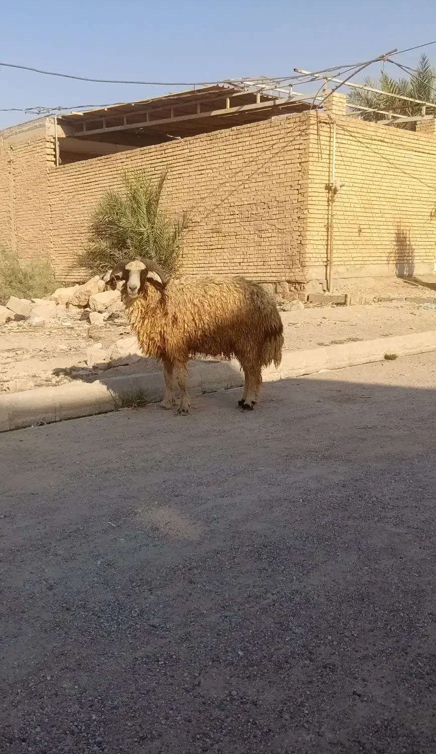 گاو گوساله گوسفند بز بره گاومیش قوچ|حیوانات مزرعه|اهواز, گلستان|دیوار