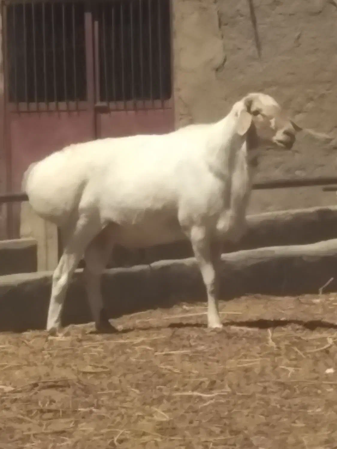 قوچ|حیوانات مزرعه|فرح دشت, |دیوار