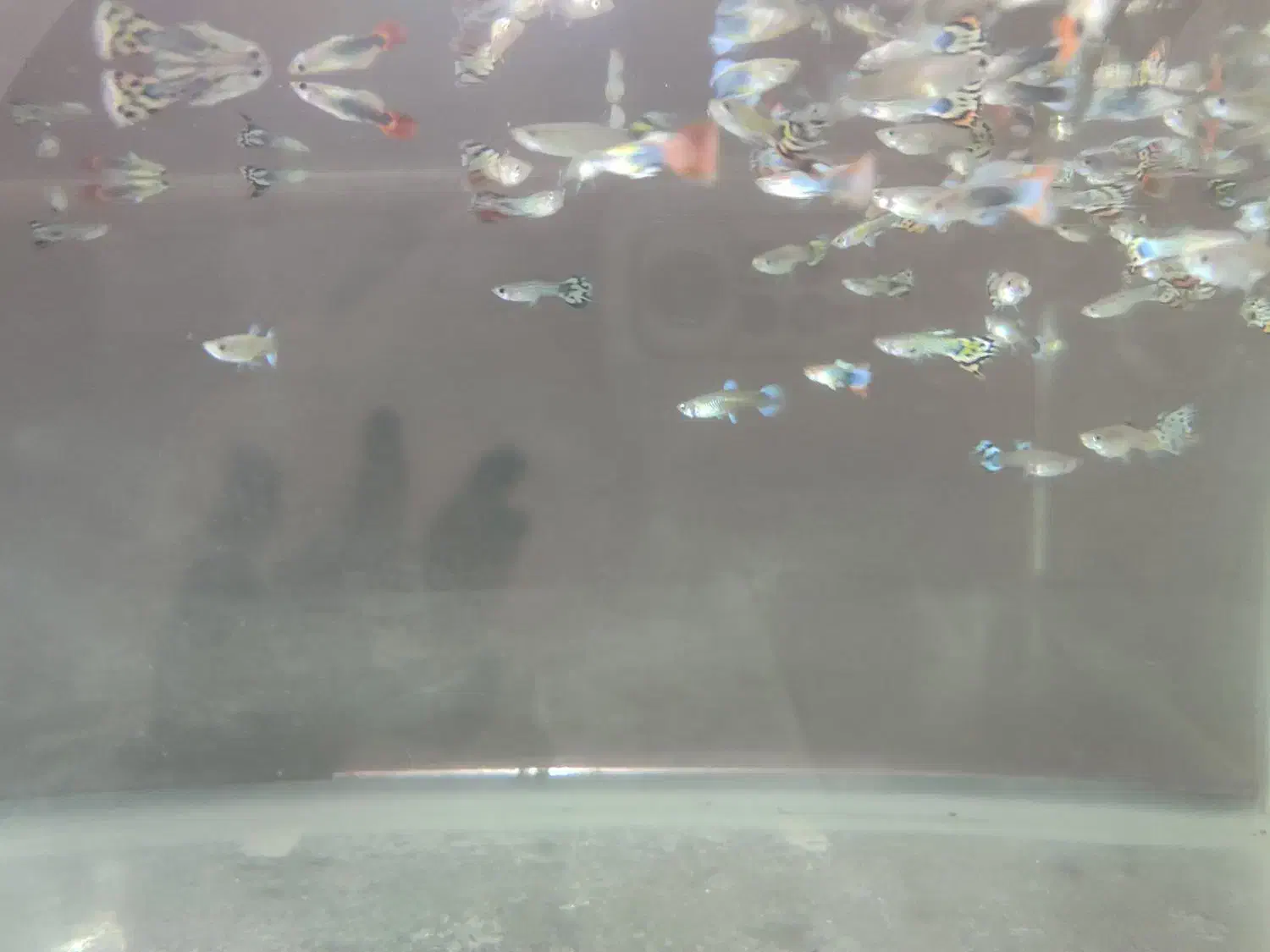 ماهی ،اکواریوم|ماهی|گنبد کاووس, |دیوار