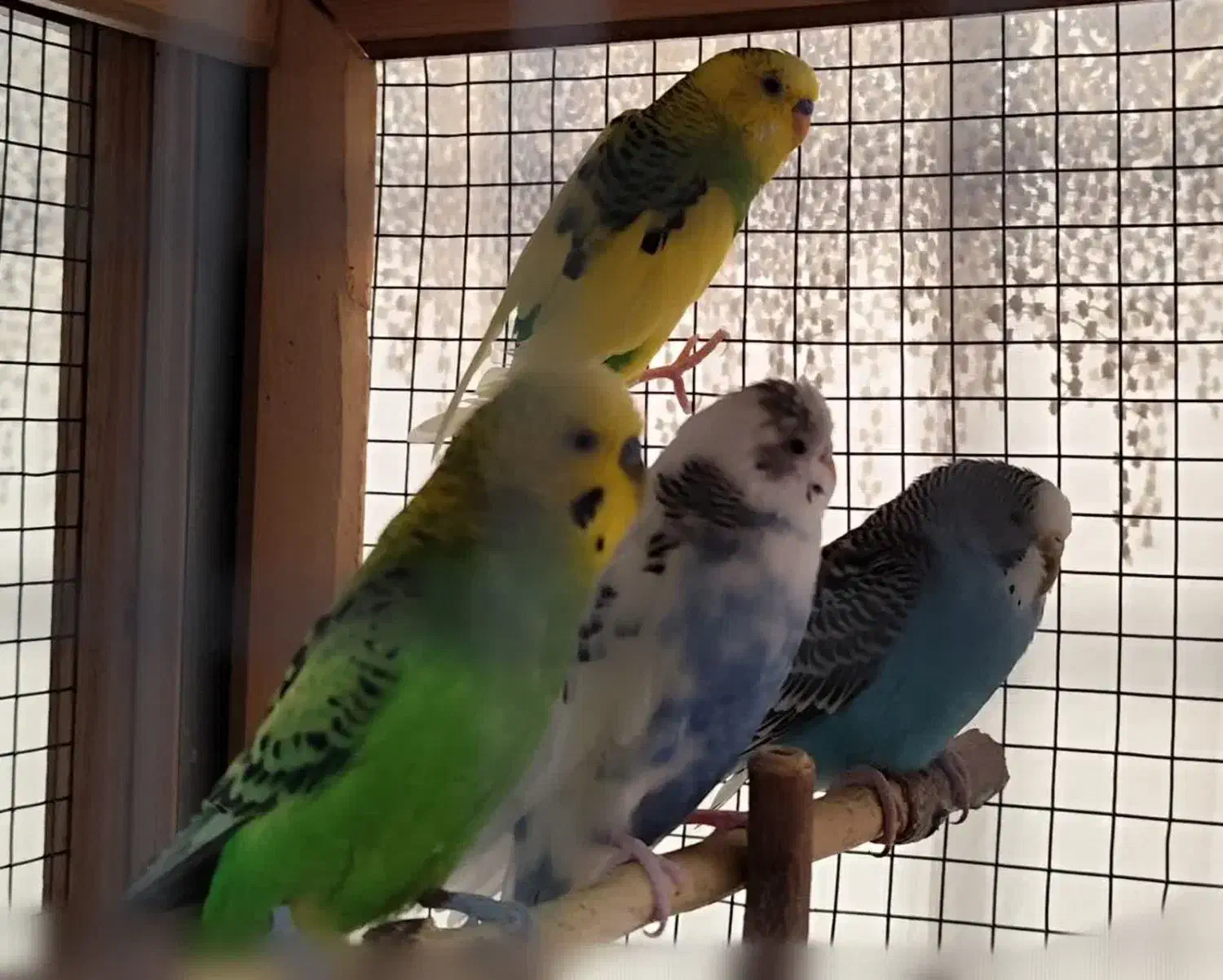 مرغ عشق|پرنده|یزد, |دیوار