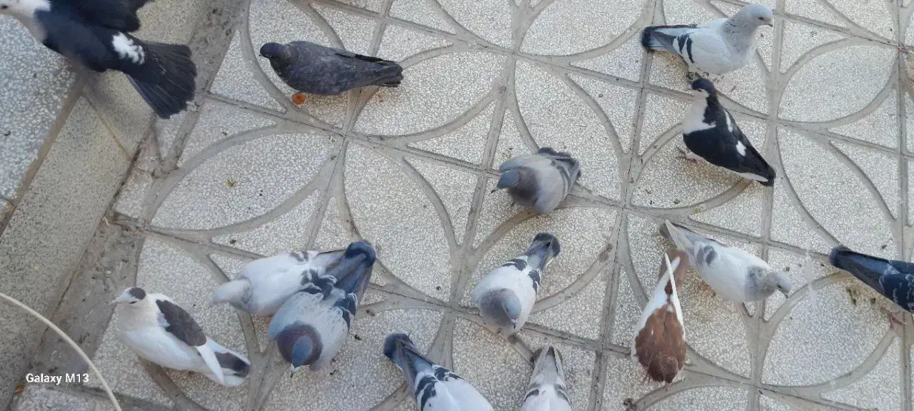 انواع کبوتر|پرنده|فردوس (خراسان), |دیوار