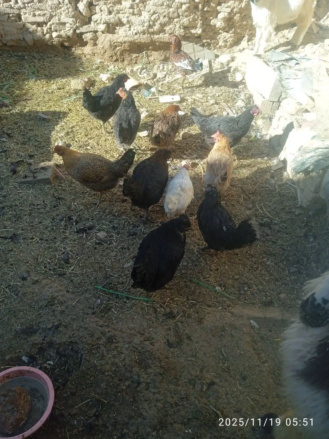 مرغ بومی|حیوانات مزرعه|فرخشهر, |دیوار