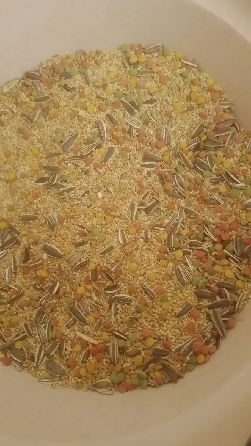 خوراک مخلوط درجه یک طوطیسانان کیلویی ۹۵ هزارتومن|لوازم جانبی حیوانات|سیستان, |دیوار